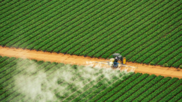 Best Local Pest Control Services  in Delisle, MS