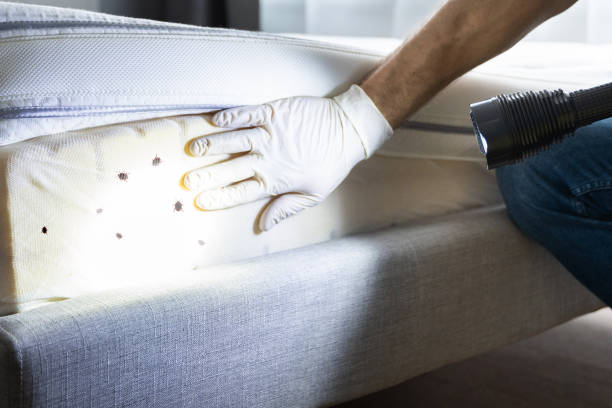 Best Bed Bug Extermination  in Delisle, MS